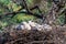 Nest of Steppe eagle or Aquila nipalensis with small nestlings