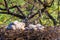 Nest of Steppe eagle or Aquila nipalensis with small nestlings