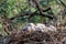 Nest of Steppe eagle or Aquila nipalensis with small nestlings