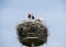 Nest with stork
