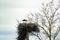 Nest with stork on pole against blue sky