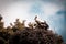 Nest of storks high above the ground, Slovakia