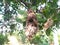 Nest of the sunbird hanging on the branch of tree