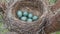 Nest of a thrush with six blue eggs on the pine tree in springtime. Slow motion