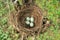 Nest of thrush Turdus with eggs.