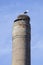 Nest with two storks on old industrial chimney in holland