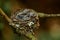 Nest of Vanikoro Broadbill Myiagra vanikorensis with chicks on