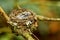 Nest of Vanikoro Broadbill Myiagra vanikorensis with chicks on