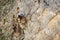 Nest with a view, chick kittiwake, rissa tridactyla, perched on cliffs