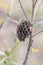 Nest of a wasp hanging on a tree branch