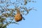 Nest weaver bird on branch