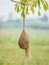 Nest of Weaver bird hang on the tree branch with green nature blur background