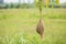 Nest of Weaver bird hang on the tree branch with green nature blur background