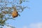 Nest weaver bird hanging on branch