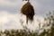 Nest of a weaver bird hanging from a branch of a black acacia in