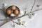 Nest with white and brown chicken eggs and quail eggs, willow branches