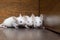 Nest of white mice in the old cabinet. Three mouse - white hair, red eyes, pink paws and tails