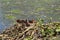 Nest with wild little ducklings coots on the lake, breeding offspring in the wild, survival in difficult conditions