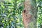 Nest of wild stingless honey bee named kelulut on tree trunk at Taman Negara National Park, Malaysia