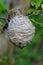 A nest of a Wild wasp colony  hanging on a tree branch
