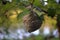 A nest of a Wild wasp colony  hanging on a tree branch