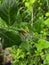 Nest of yellow caterpillars in plants