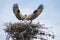 Nestbuilding Osprey or Seahawk