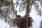 Nesting Adult bald eagle Haliaeetus leucocephalus nests on Marco Island