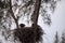 Nesting Adult bald eagle Haliaeetus leucocephalus nests on Marco Island