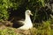 Nesting Albatross - Oahu Hawaii