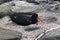 Nesting American Oystercatchers (Galapagos, Ecuador)