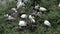 Nesting of Black headed-ibis