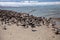 Nesting black skimmer terns Rynchops niger on the white sands