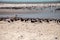 Nesting black skimmer terns Rynchops niger on the white sands