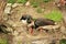 Nesting black storks