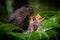 Nesting blackbirds with chicks in a passionfruit vine in a backyard garden, Gisborne, New Zealand