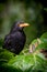 Nesting blackbirds with chicks in a passionfruit vine in a backyard garden, Gisborne, New Zealand