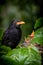 Nesting blackbirds with chicks in a passionfruit vine in a backyard garden, Gisborne, New Zealand