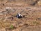 Nesting blacksmith plover