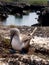 Nesting blue footed booby