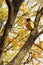 Nesting box on an autumn tree