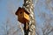 Nesting box on the birch