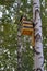 Nesting box on a birch in park