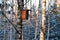 Nesting box for birds in a snowy wintery forest in Estonian nature.