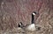 Nesting Canada Geese