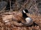 Nesting Canada Goose