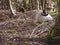 Nesting Canada Goose