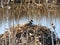 Nesting Canada Goose hides on marsh grass