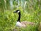 Nesting Canadian Goose sitting on her eggs