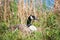 Nesting Canadian Goose sitting on her eggs